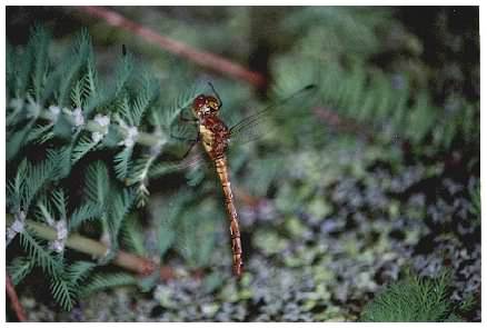 Dragonfly on Parrots Feather