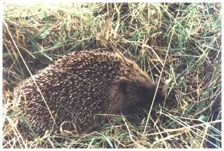 Hedgehog