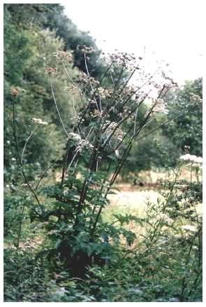 Hogweed - Heracleum sphondylium