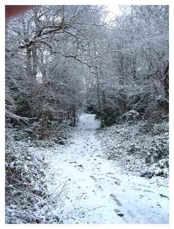 Path through woods