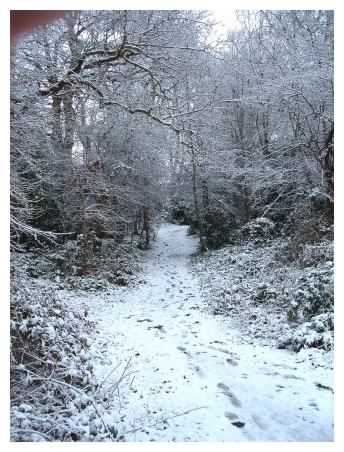 Path through woods