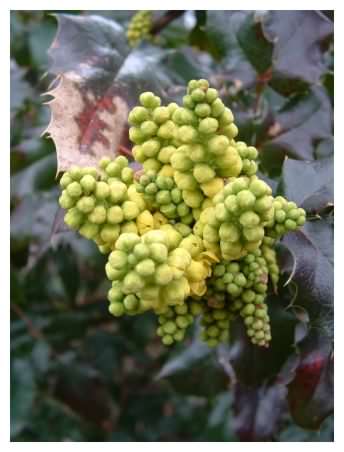 Mahonia flower spike