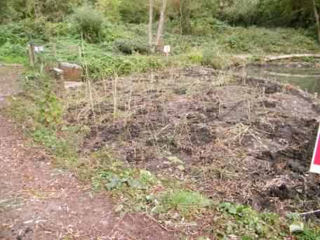 Reed bed