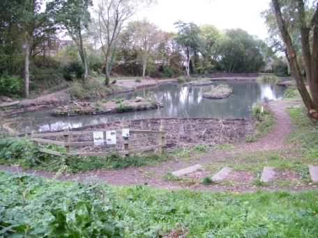 Reed bed