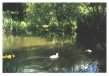 Pond - ducks