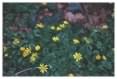 Lesser Celandine