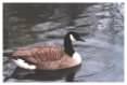 Canada Goose