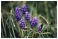 Grape Hyacinths