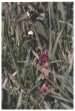 Sweet Nettle plant
