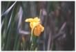 Yellow Flag Iris flowers