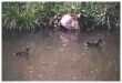 Moorhen with young