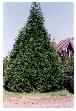 Leyland Cypress