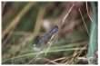 Common Blue Damselfly