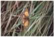 Gatekeeper Butterfly