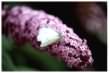 Small White Butterfly