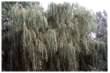 Weeping Willow