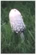 Shaggy Inkcap