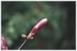 Horse Chestnut bud