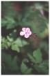 Herb Robert flower