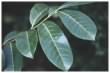 Laurel leaf