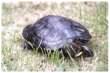 Red Eared Terrapin