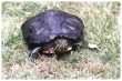 Red Eared Terrapin
