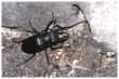 Stag beetle