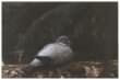 Wood Pigeon