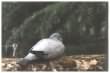 Wood Pigeon