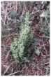 Unknown species