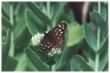 Speckled Wood Butterfly