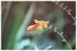 Crocosmia (Montbretia)