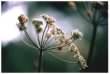 Hogweed - Heracleum sphondylium