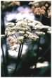 Hogweed - Heracleum sphondylium