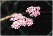 Yarrow - Pink form