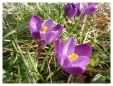 Purple Crocus