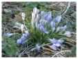 Blue Crocus