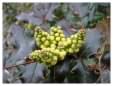 Mahonia flower spike