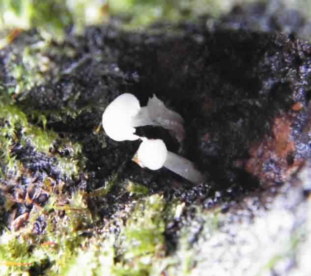 #14 Hemimycena?