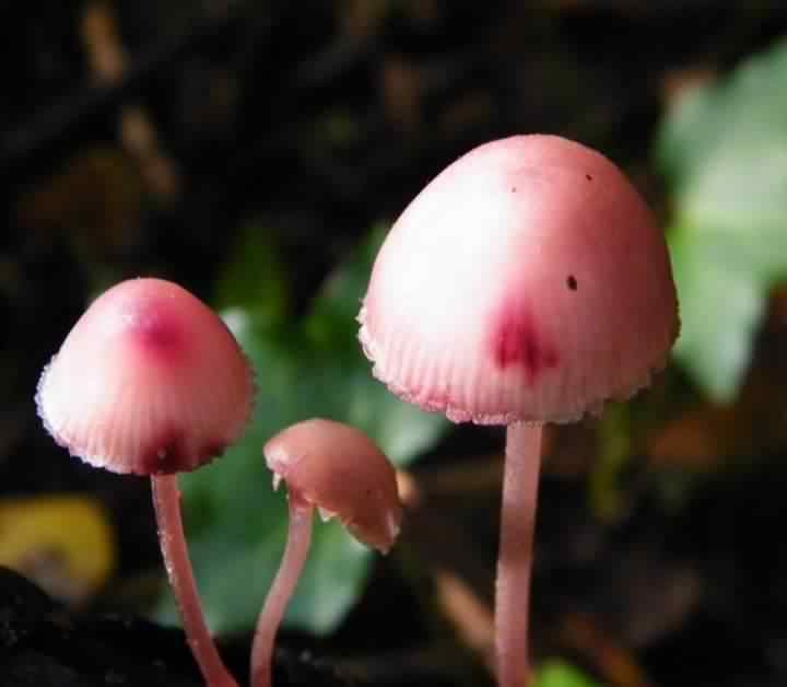 #16 Mycena haematopus ?