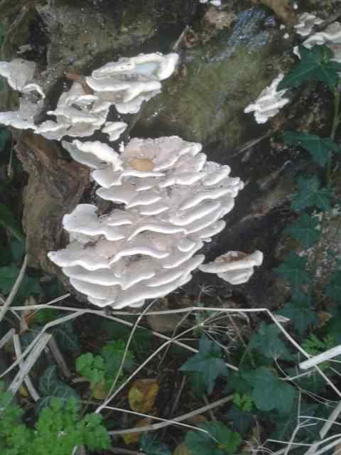 #36 Trametes pubescens ?