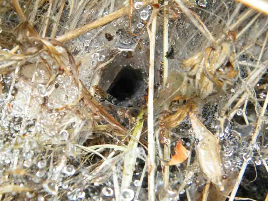 #2) Unknown spider nest
