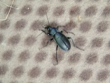 #8) Beetle ?