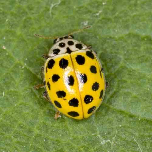 22-spot Ladybird - Psyllobora 22-punctata, species information page, photo licensed for reuse CCASA2.5
