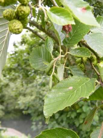 Green Alder - Alnus viridis, click for a larger image