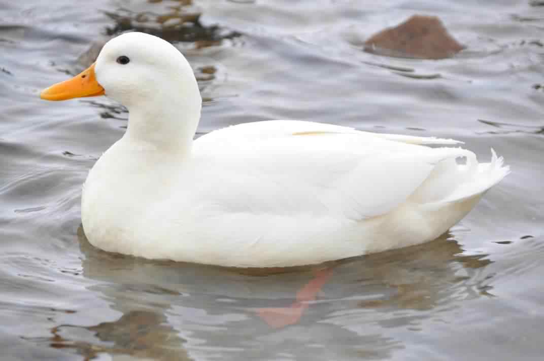 Domestic Duck - Anas platyrhynchos domesticus, species information page, photo licensed for reuse CCASA3.0