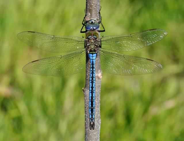 Emperor - Anax imperator, species information page, photo licensed for reuse CCA3.0