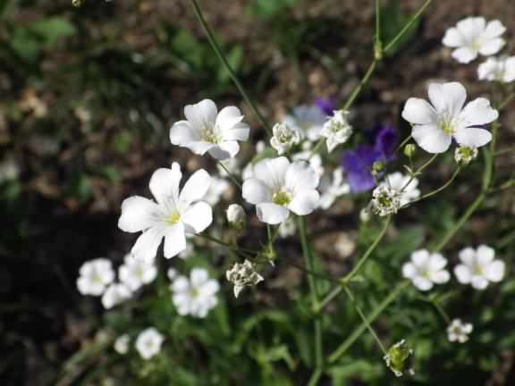 Annual Baby's-breath - Gypsophila elegans, click for a larger image