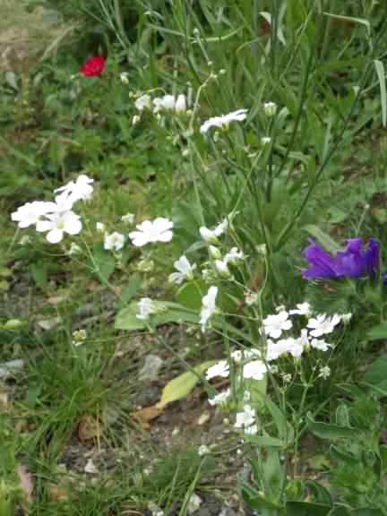 Annual Baby's-breath - Gypsophila elegans, click for a larger image