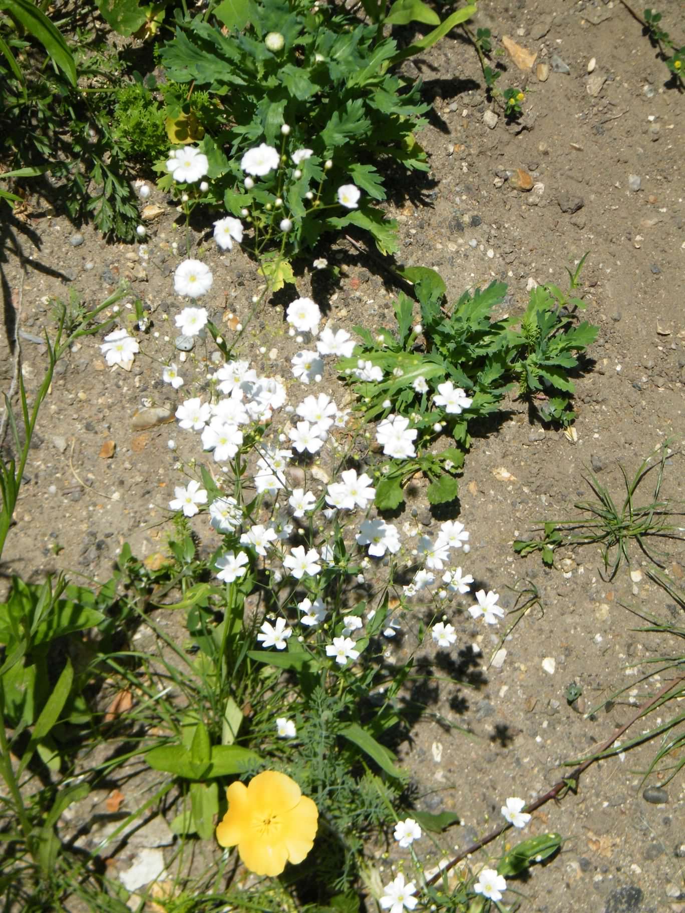 Baby's breath, Description, Species, & Facts